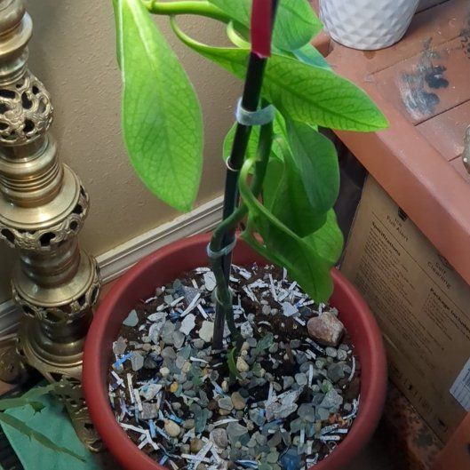 Photo of the plant species African Milk Bush by @AvengedAngel182 named Morgan Treeman on Greg, the plant care app