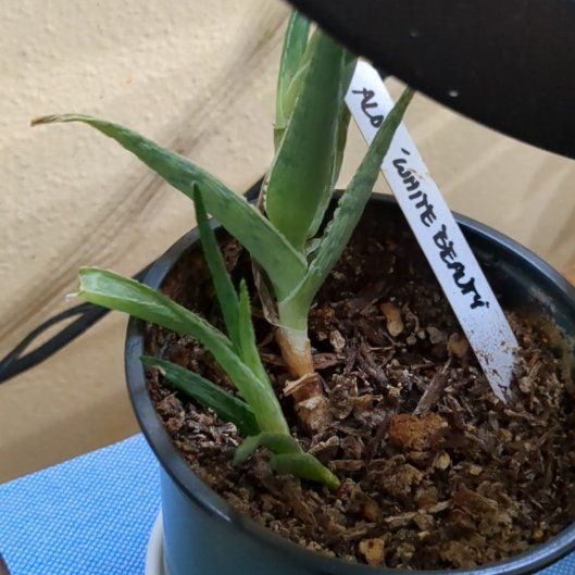 Photo of the plant species Aloe 'White beauty' by @AvengedAngel182 named Emerson on Greg, the plant care app