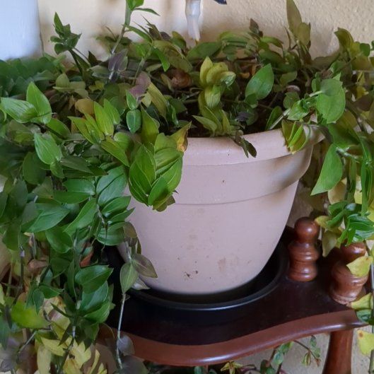 Photo of the plant species tradeseantia by @AvengedAngel182 named Bella on Greg, the plant care app