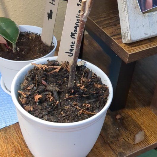 Photo of the plant species Jane Magnolia by @AvengedAngel182 named Wilson on Greg, the plant care app