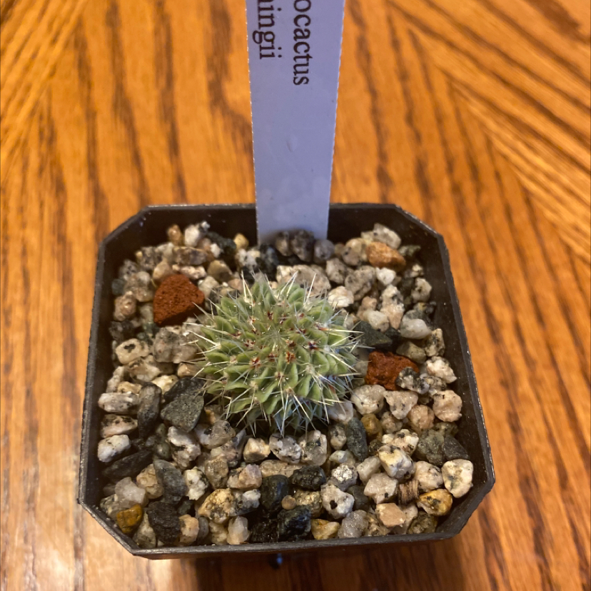 Photo of the plant species Notocactus buiningii by @Lian_Huff named Hudson on Greg, the plant care app