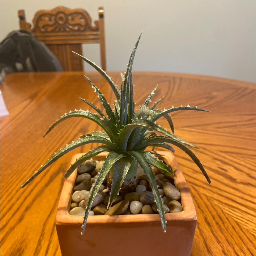 Photo of the plant species White Dyckia by @Lian_Huff named Jesus on Greg, the plant care app