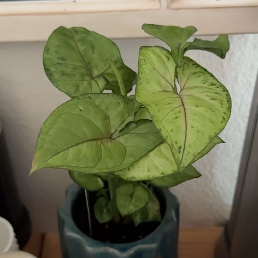 Photo of the plant species Syngonium 'Exotic Allusion' by @ArdentNeontetra named Girlfrond on Greg, the plant care app