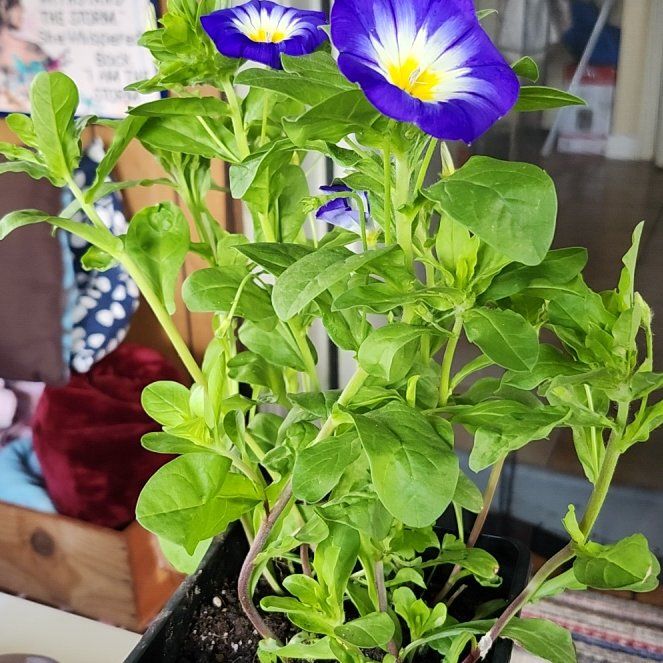 Photo of the plant species Dwarf Morning-Glory by @AliveWhitebrush named Remington on Greg, the plant care app