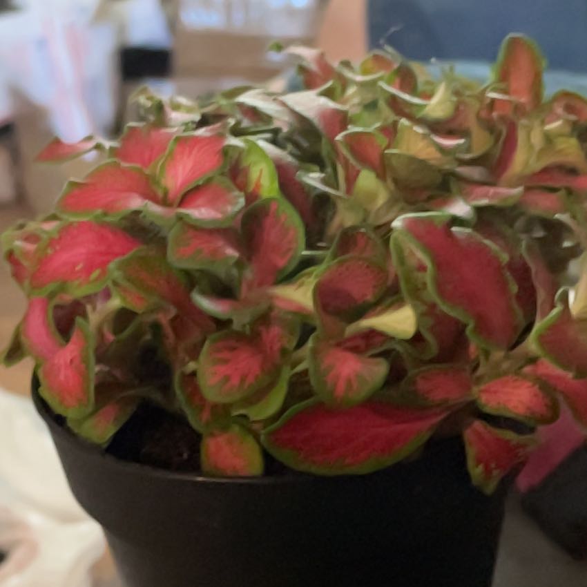 Photo of the plant species Nerve Plant 'Forest' by @SageOrangezest named Harry on Greg, the plant care app