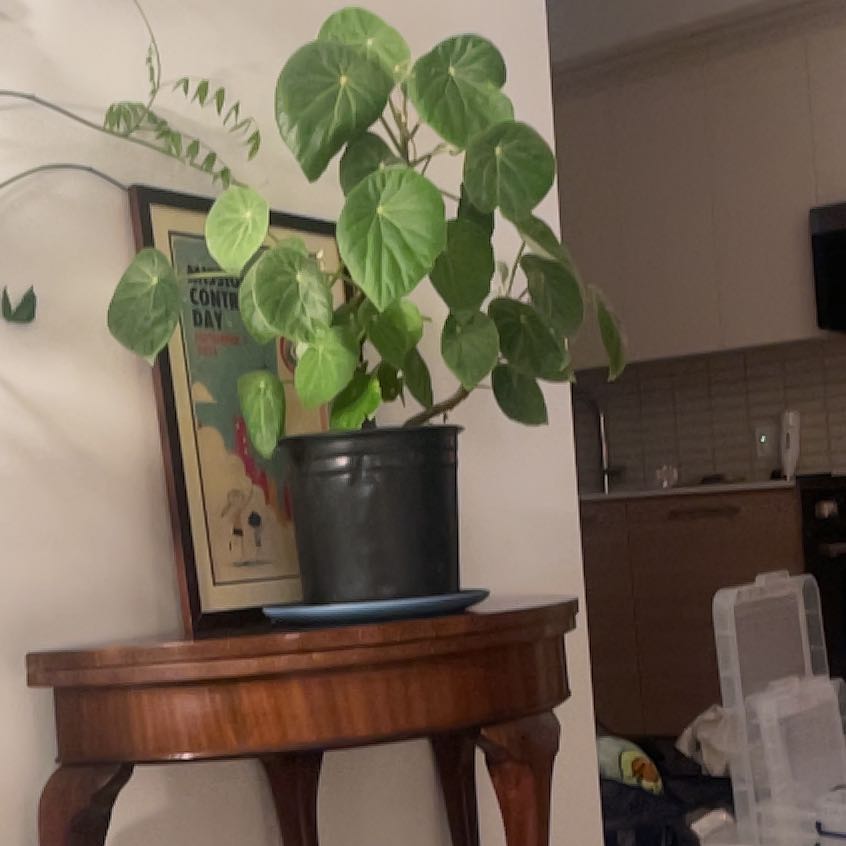 Photo of the plant species Begonia Icana by @Kenilworthivy named Furgonia on Greg, the plant care app