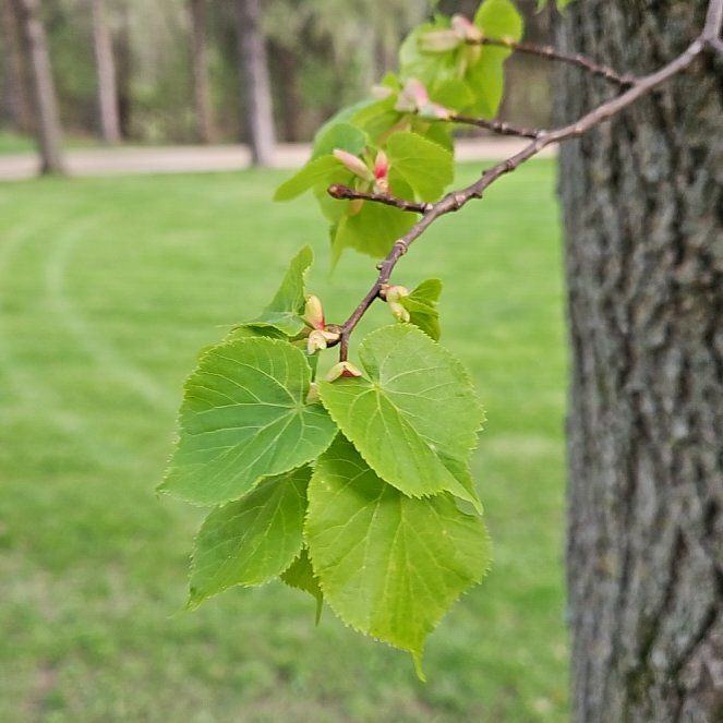 Photo of the plant species Littleleaf Linden by @GoodMockorange named Captain Plant-it on Greg, the plant care app