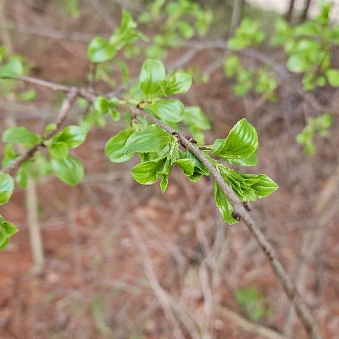 Photo of the plant species Common Buckthorn by @GoodMockorange named Darwin on Greg, the plant care app