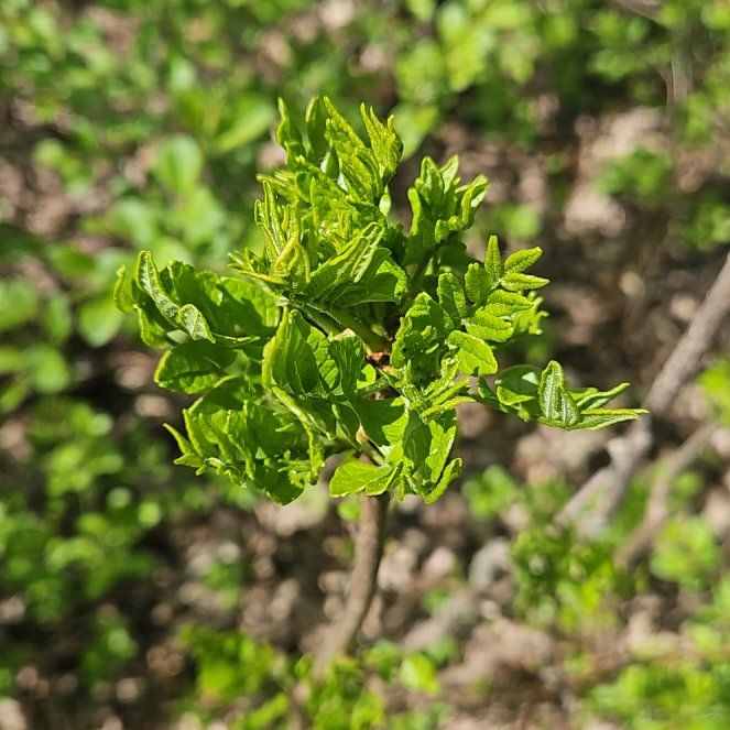 Photo of the plant species European Ash by @GoodMockorange named Queen on Greg, the plant care app