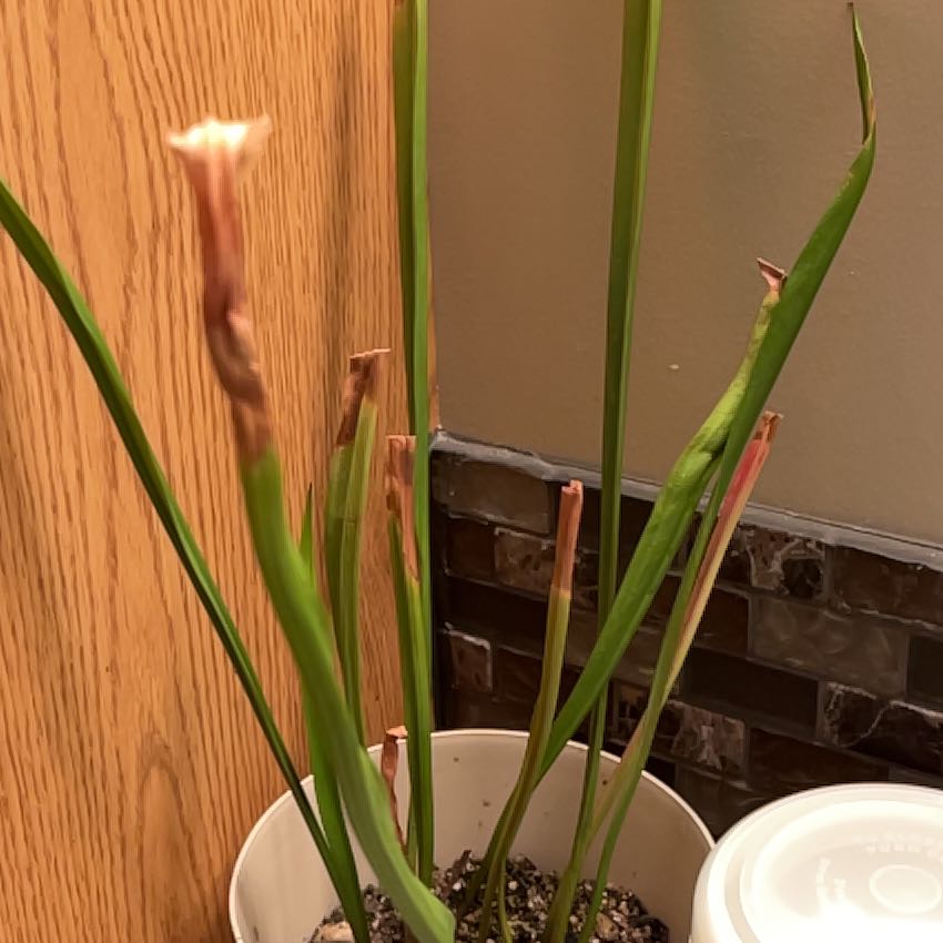 Photo of the plant species Trumpet pitchers by @Sophia.s named Gates on Greg, the plant care app