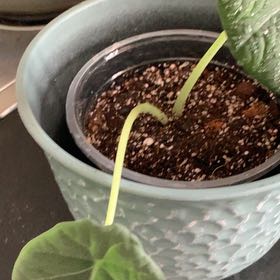 Photo of the plant species Alocasia Maharni Aurea by @CuteBegoniarex named Gaga on Greg, the plant care app