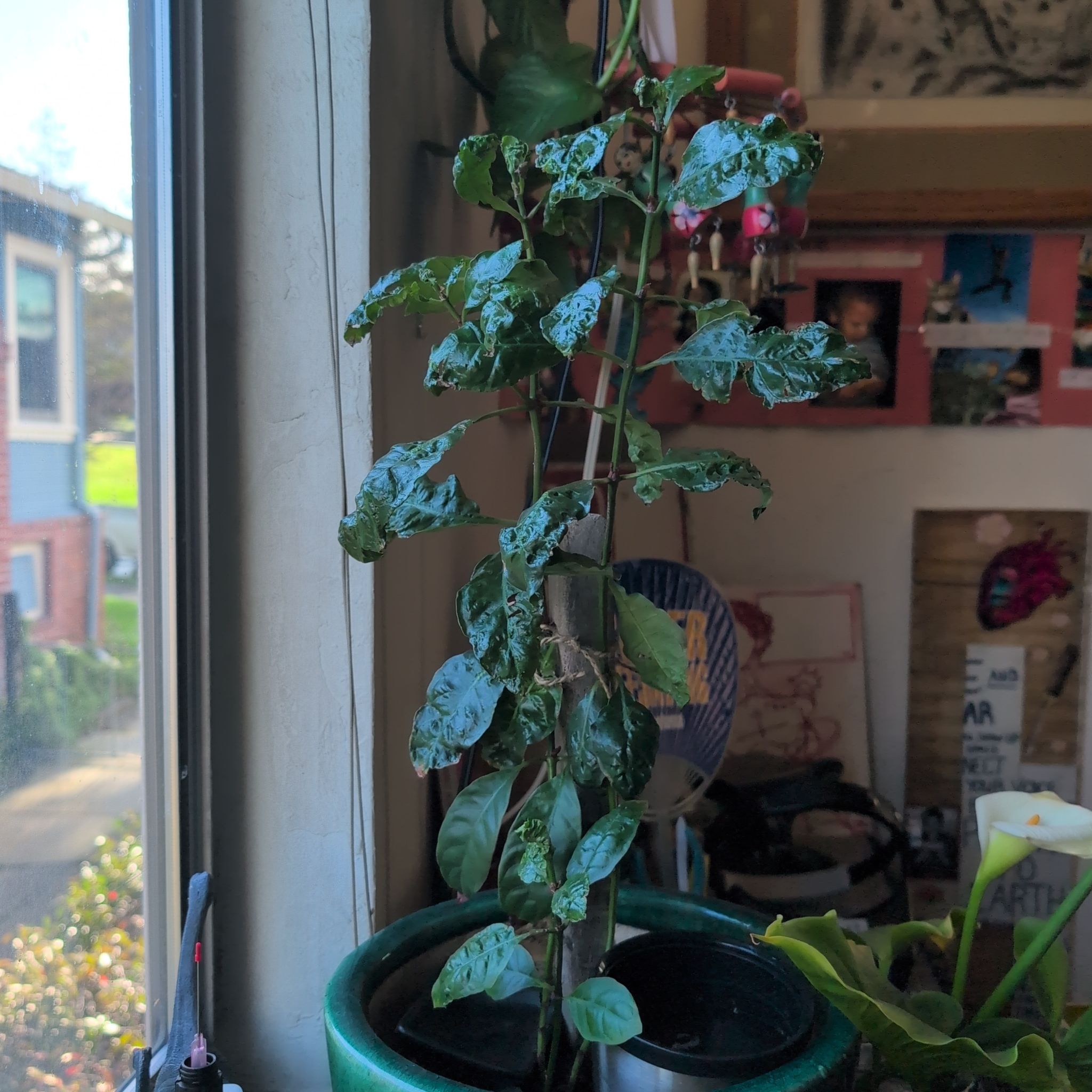 Photo of the plant species Chacruna by @iamthevine named Mama on Greg, the plant care app