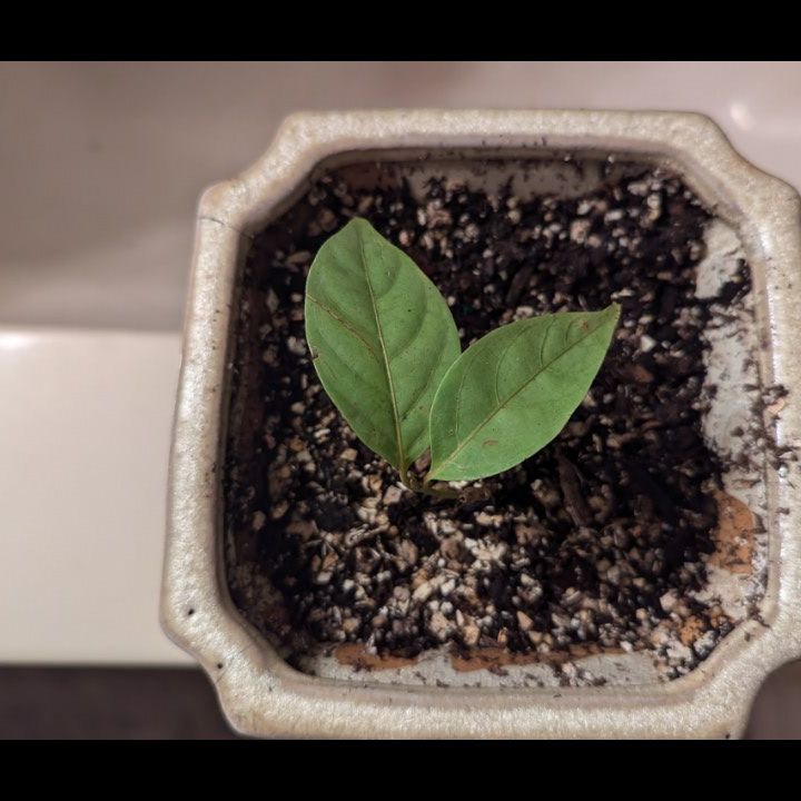 Plant care for Banisteriopsis laevifolia on Greg, the plant care app