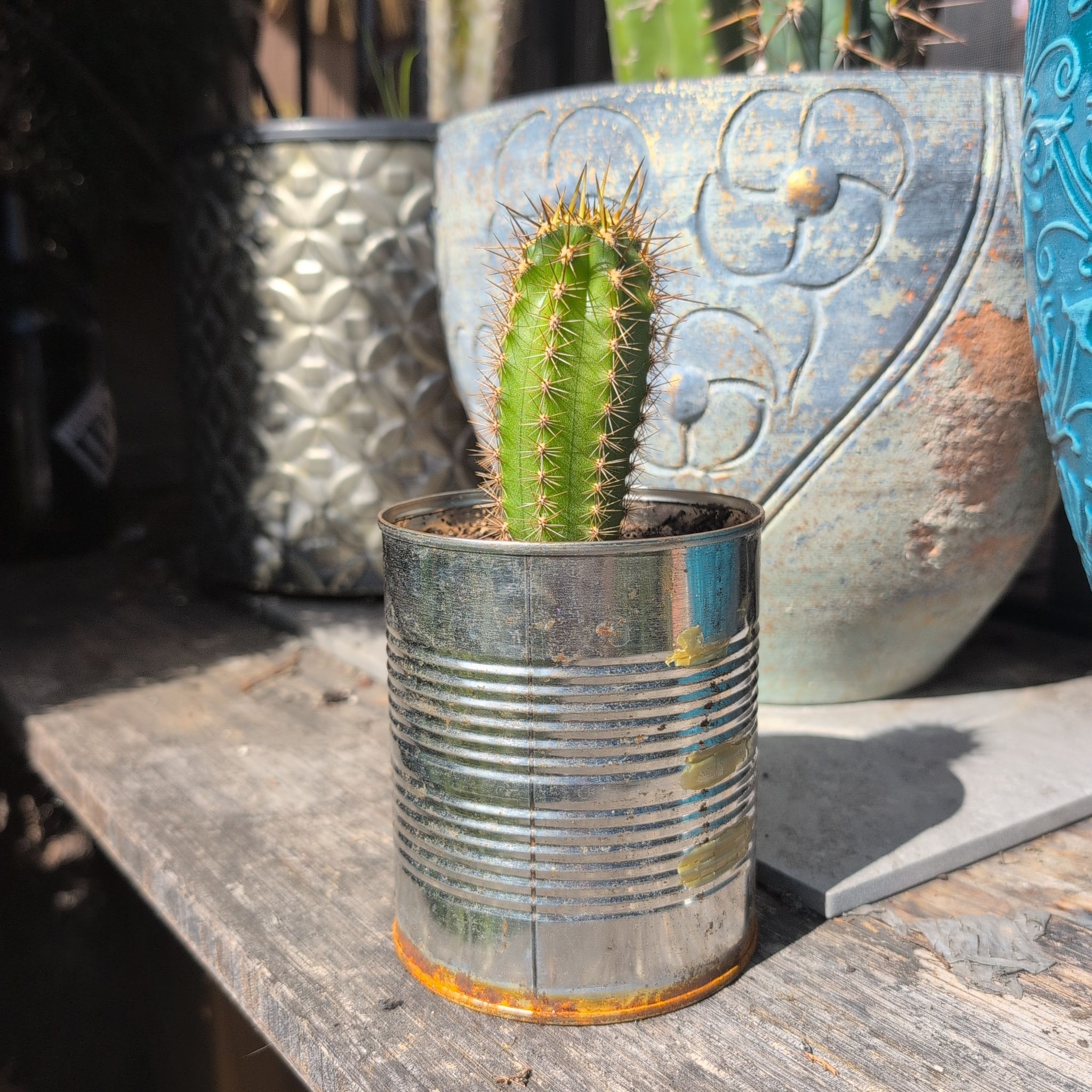 Photo of the plant species Argentine Saguaro by @iamthevine named Deep Dish on Greg, the plant care app