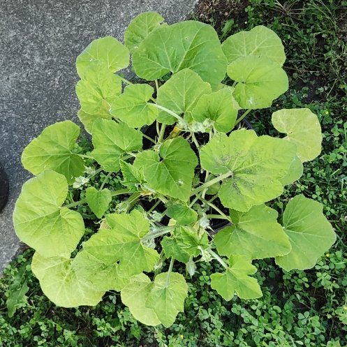 Photo of the plant species Devil's Claw by @ZealfulSwampbay named Dolores on Greg, the plant care app