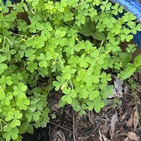 Photo of the plant species African Woodsorrel by @PoetYellowbirch named Lebron on Greg, the plant care app