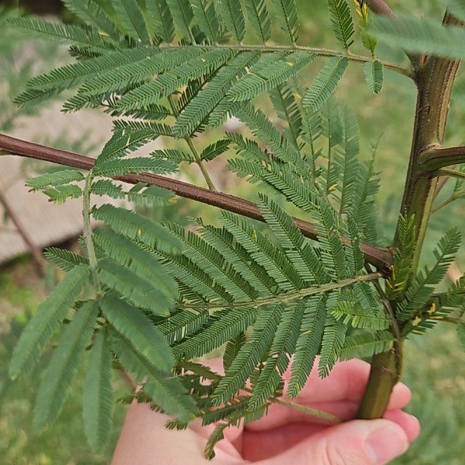 Photo of the plant species Bullhorn Acacia by @FreeWoodspurge named Walt on Greg, the plant care app