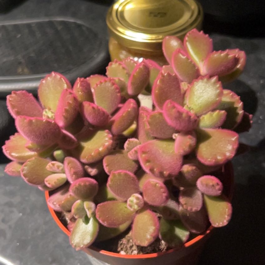 Photo of the plant species Cotyledon tomentosa subsp. ladismithiensis by Anna named Eva on Greg, the plant care app