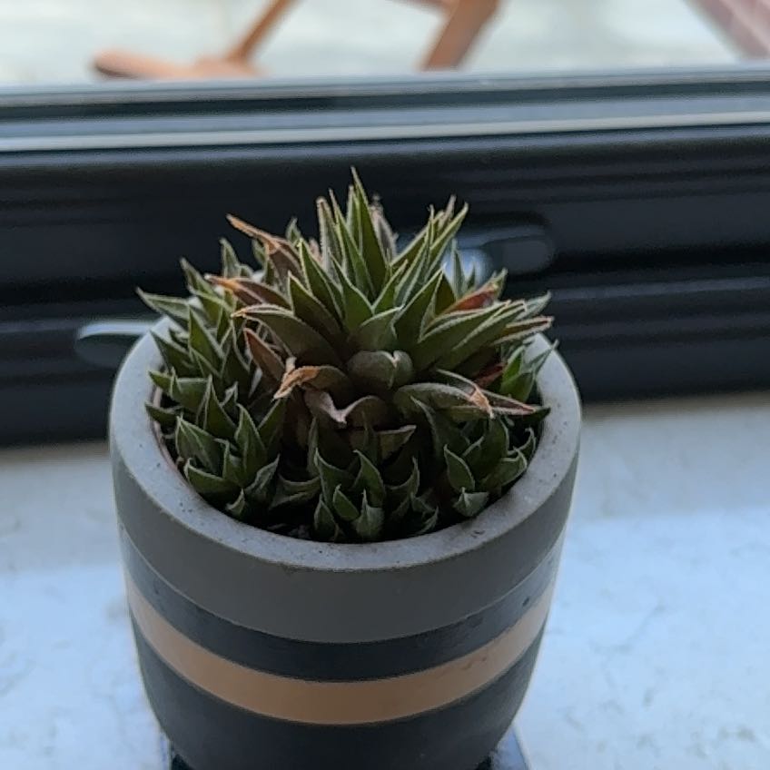 Photo of the plant species Veined Haworthia by Anna named Dolores on Greg, the plant care app