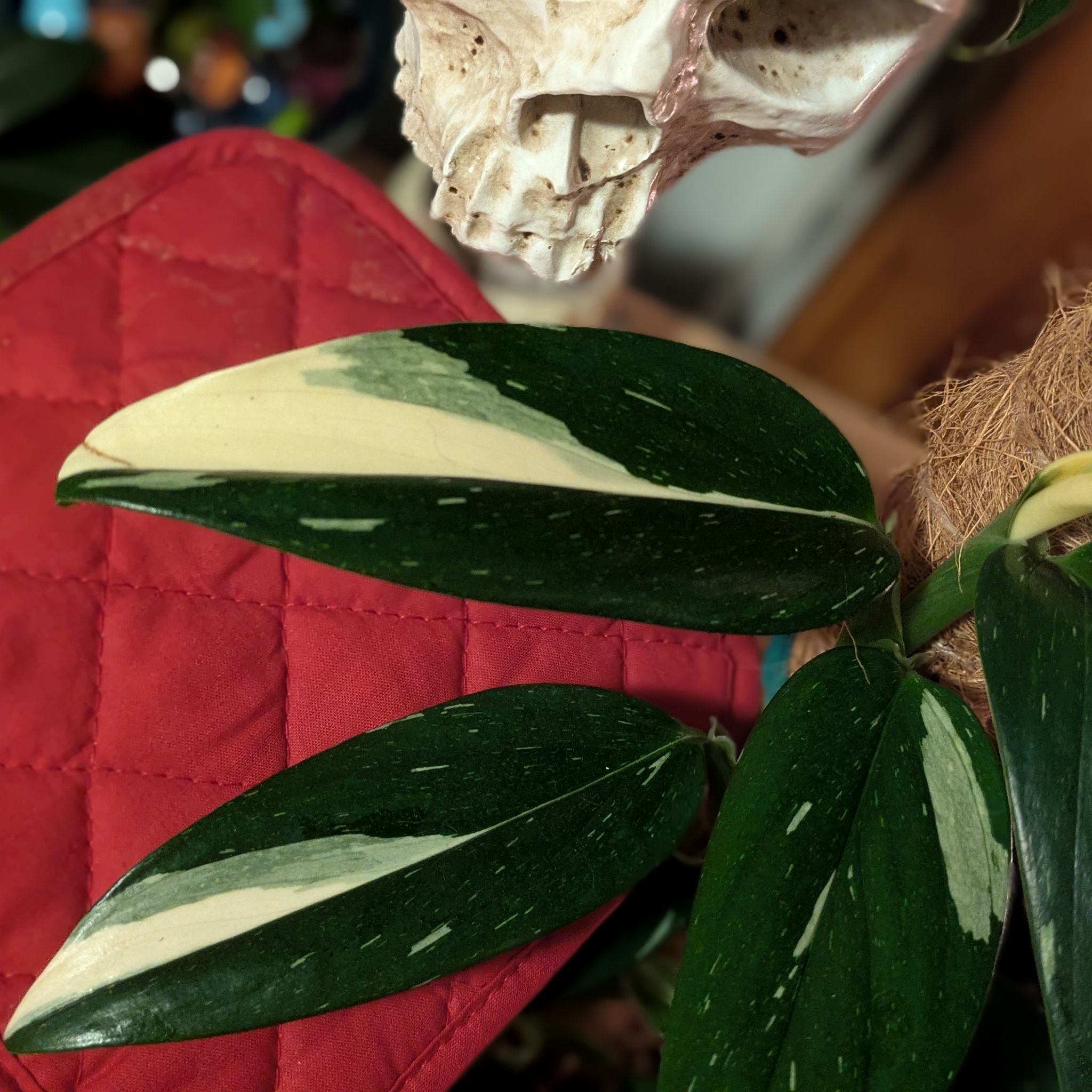 Photo of the plant species Monstera standleyana 'aurea' by @DJCoolBreeze named Leyana on Greg, the plant care app