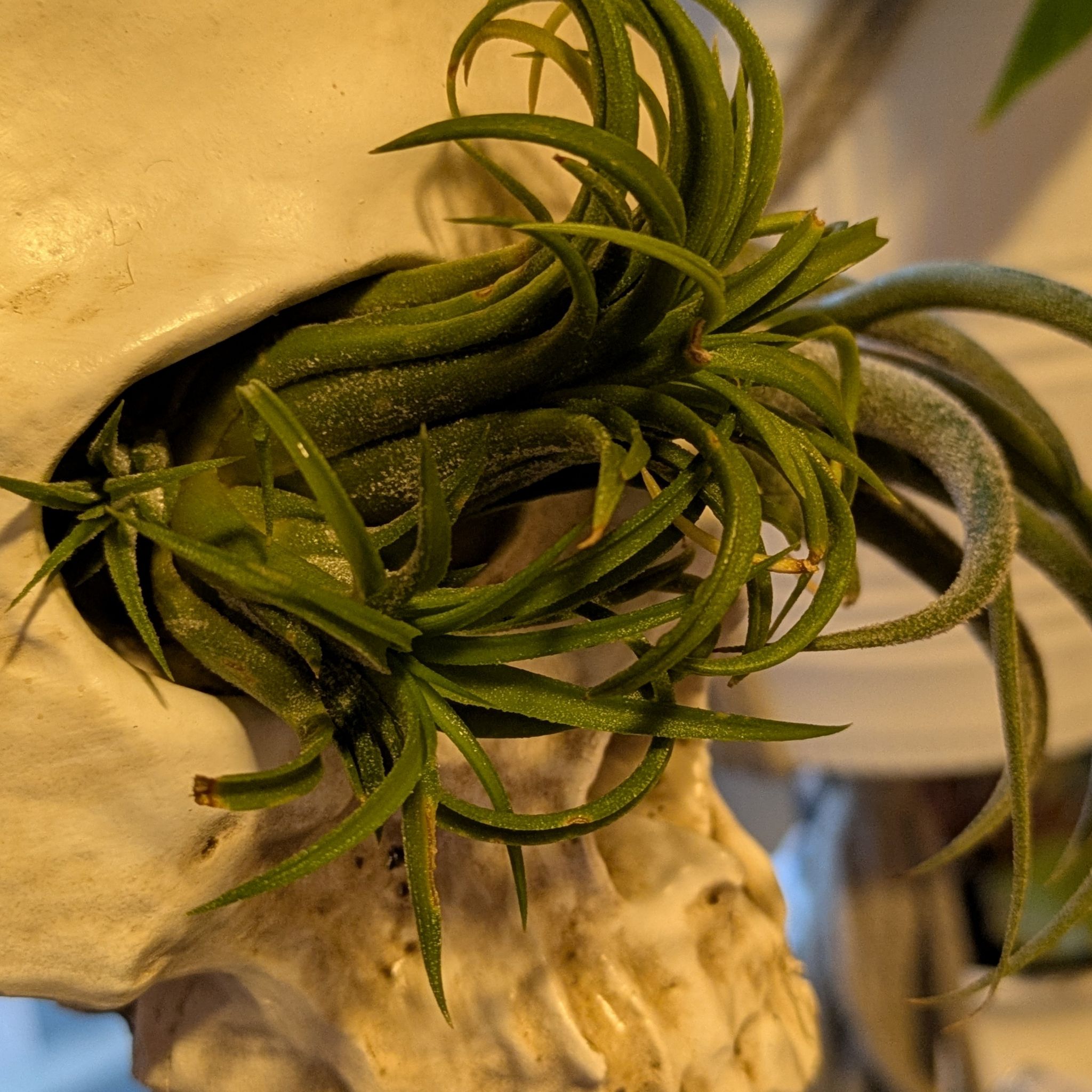 Photo of the plant species Druid Airplant by @DJCoolBreeze named Morrigan on Greg, the plant care app