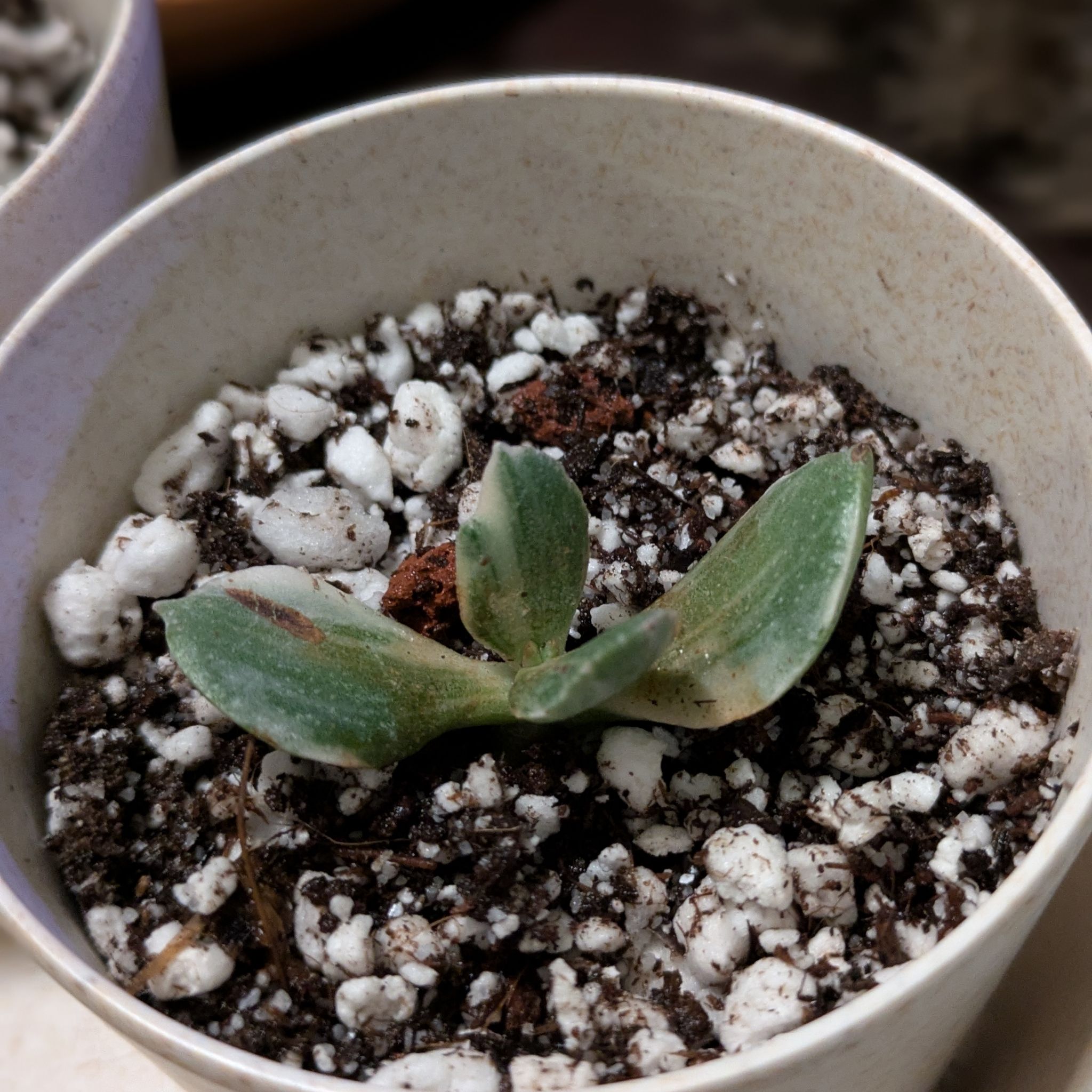 Photo of the plant species Verigated Jade by @DJCoolBreeze named Jade on Greg, the plant care app