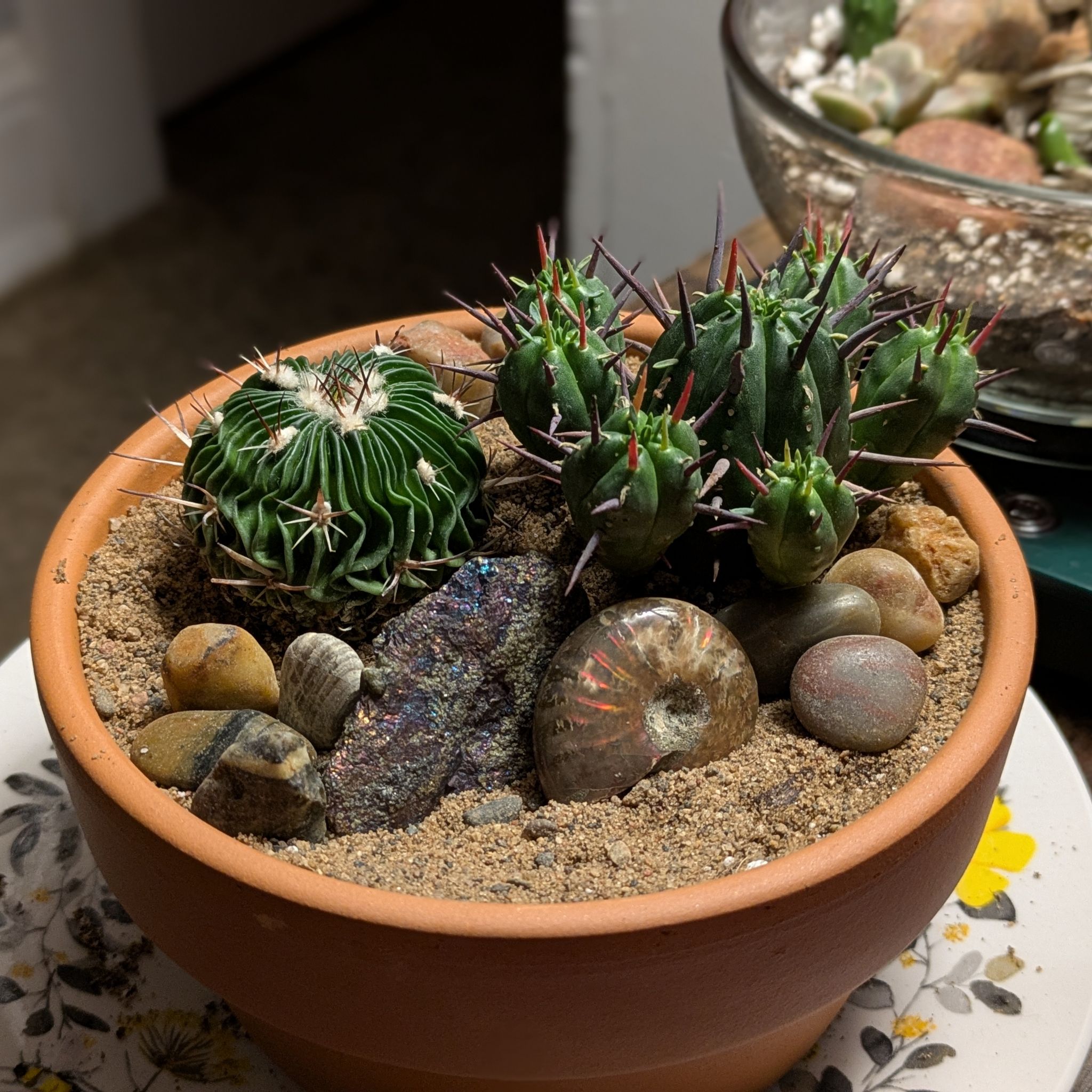 Photo of the plant species Tepenexcomitl by @DJCoolBreeze named Tepen on Greg, the plant care app