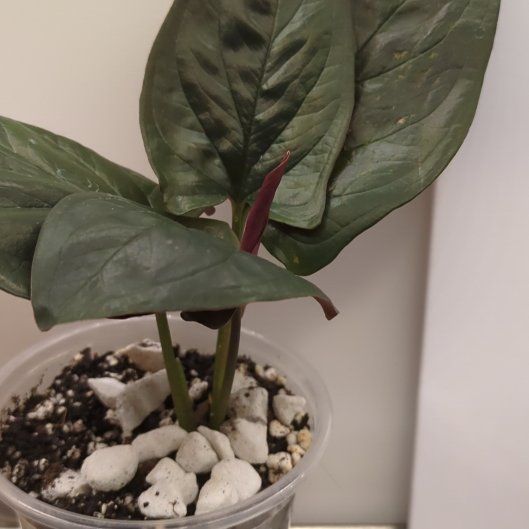 Photo of the plant species syngonium llano carti by @DJCoolBreeze named Syngorney Weaver 🛸 on Greg, the plant care app