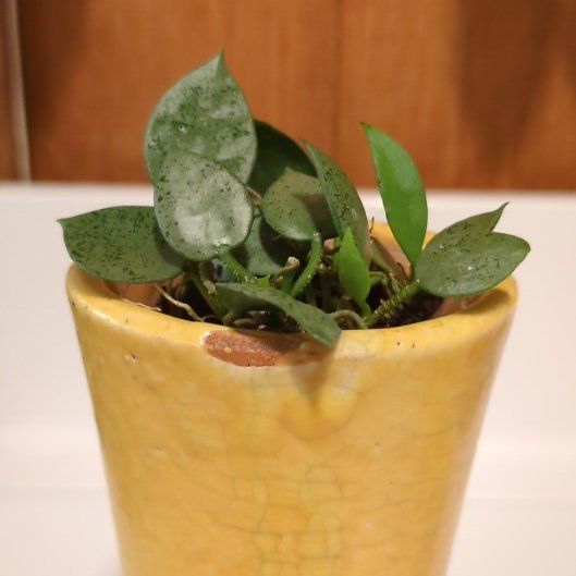 Photo of the plant species Hoya lacunosa 'Sulcata' by @DJCoolBreeze named Sulcata on Greg, the plant care app