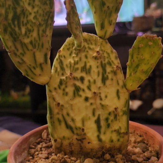 Photo of the plant species Sunburst Opuntia by @DJCoolBreeze named Alamogordo on Greg, the plant care app