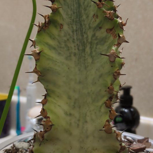 Photo of the plant species African Candelabra by @DJCoolBreeze named Desmond on Greg, the plant care app