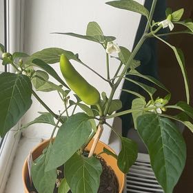 Photo of the plant species Hungarian Wax Pepper by @SustainedMum named Prince on Greg, the plant care app
