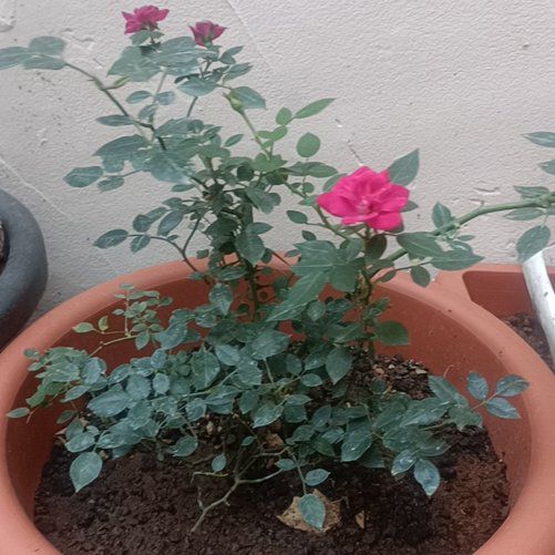 Photo of the plant species Damask Rose by @MentorHardhead named Denali on Greg, the plant care app