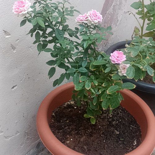 Photo of the plant species Damask Rose by @MentorHardhead named Khaleesi on Greg, the plant care app