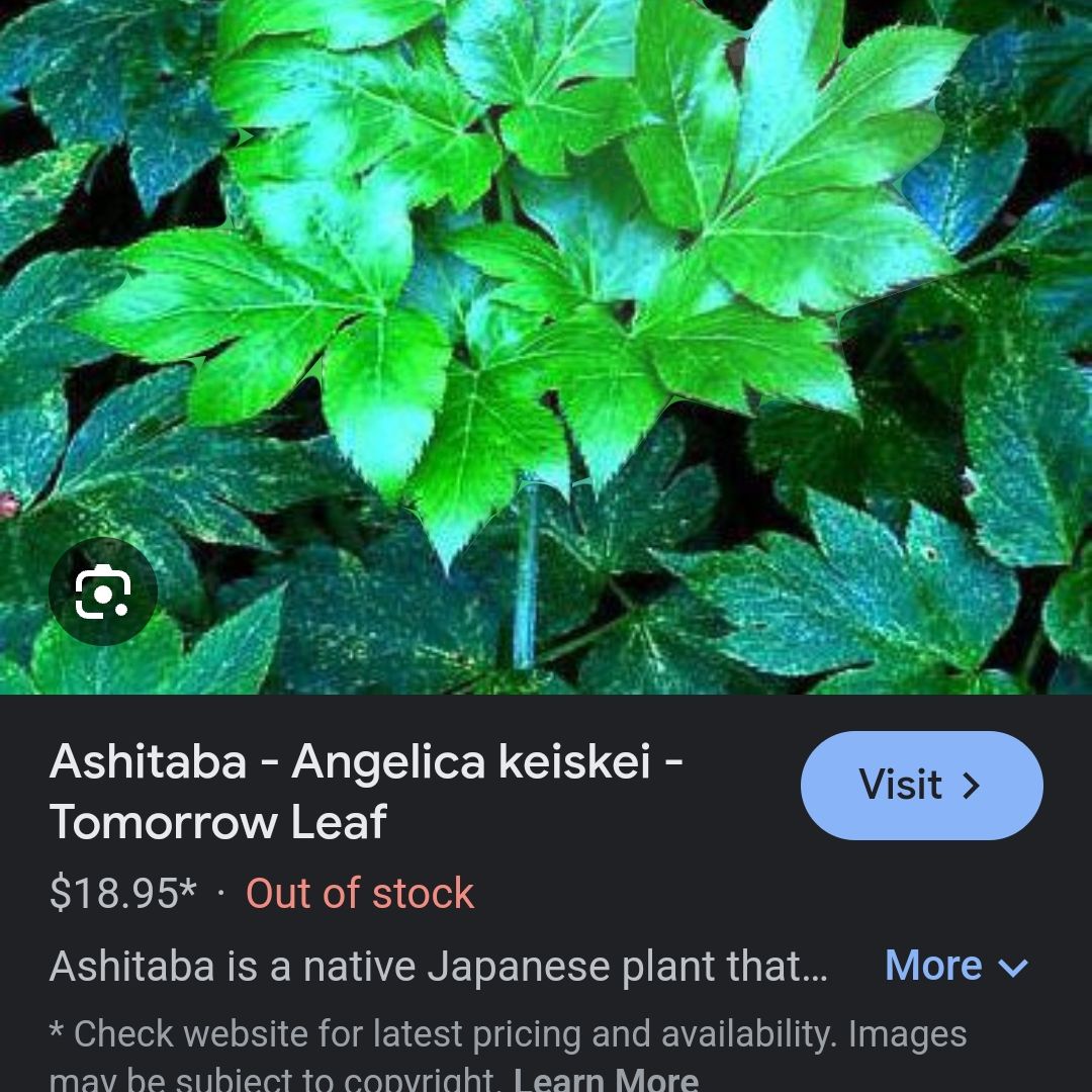 Photo of the plant species Ashitaba 'Tomorrow's Leaf' by @WiseRedpanama named Gobi on Greg, the plant care app