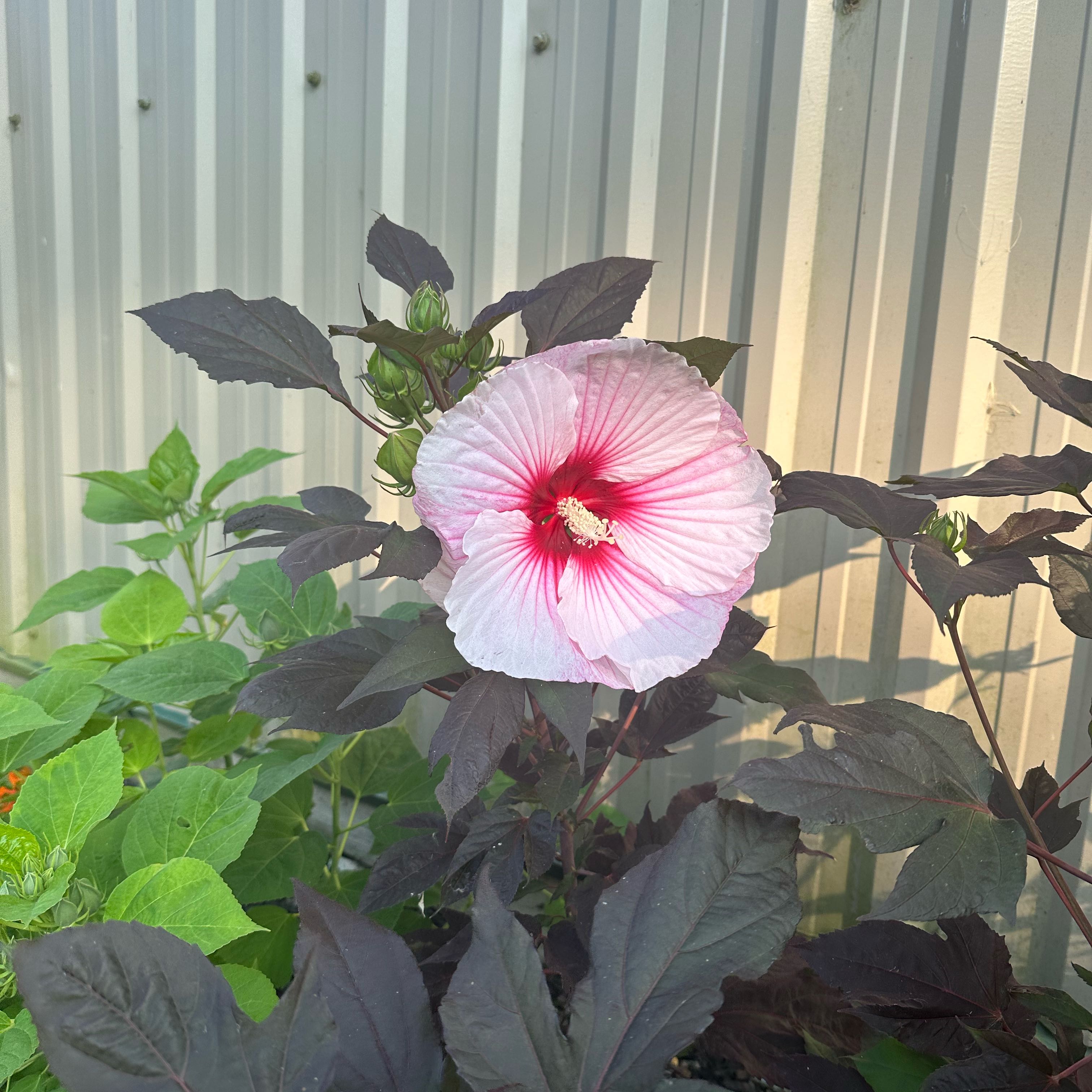 Photo of the plant species Swamp Rose Mallow by @MusicalDuncecap named Naomi on Greg, the plant care app