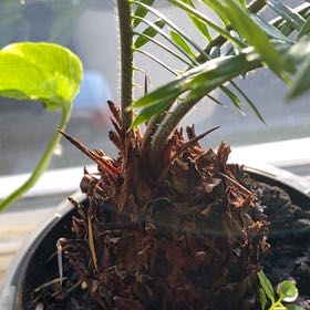 Photo of the plant species Little Sango Japanese Maple by @TutorGuavatree named Robert Plant on Greg, the plant care app