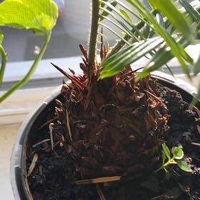 Photo of the plant species Little Sango Japanese Maple by @TutorGuavatree named Hamilton on Greg, the plant care app