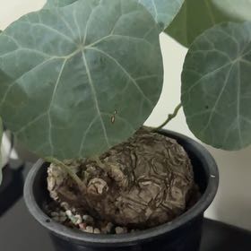 Photo of the plant species Stephania 'Nova' by @BusyBlackpoplar named Surya on Greg, the plant care app