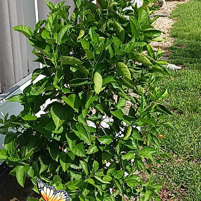 Photo of the plant species Presidents Hibiscus by @FocusedChayote named Bieber on Greg, the plant care app