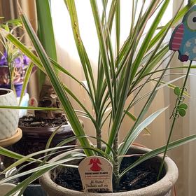 Photo of the plant species Madagascar Dragon Tree by @HeirMammillaria named Homer on Greg, the plant care app