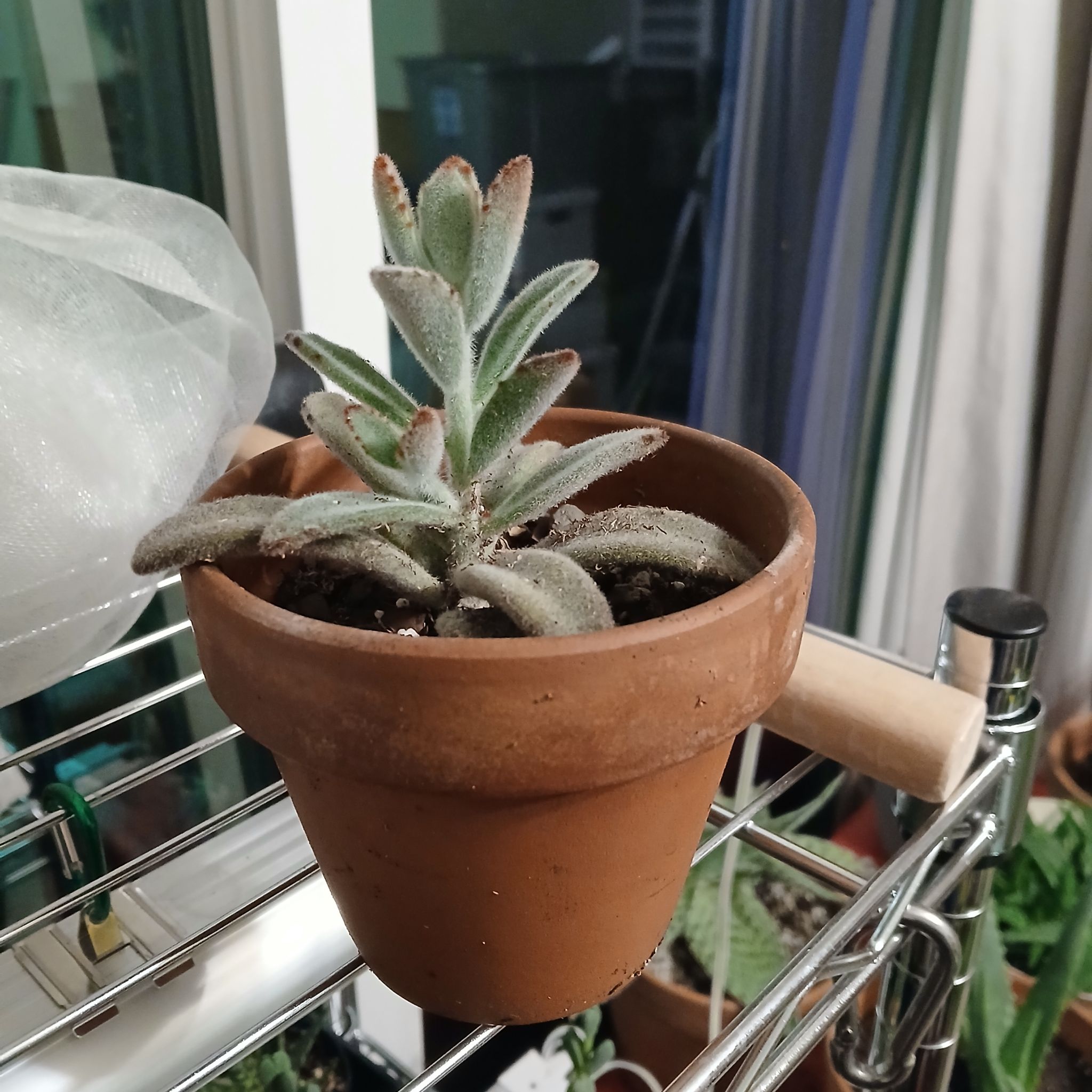 Photo of the plant species Kalanchoe 'Kimberly' by @Gingerplantlady named Denali on Greg, the plant care app