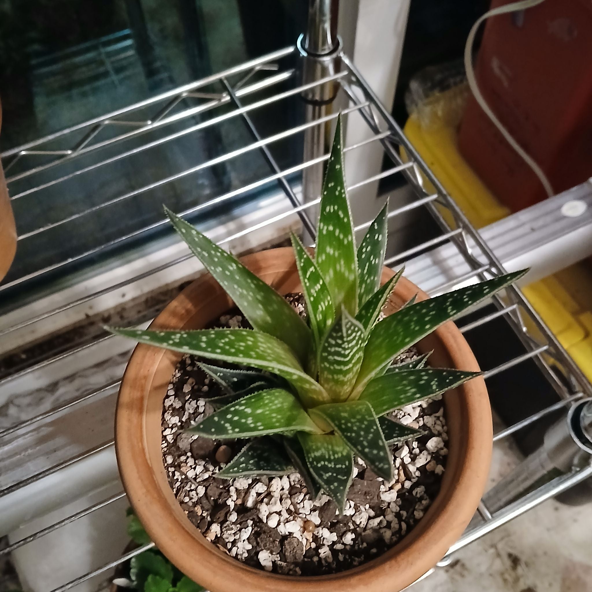 Photo of the plant species Aloe 'Tiki Zilla' by @Gingerplantlady named Daphne on Greg, the plant care app