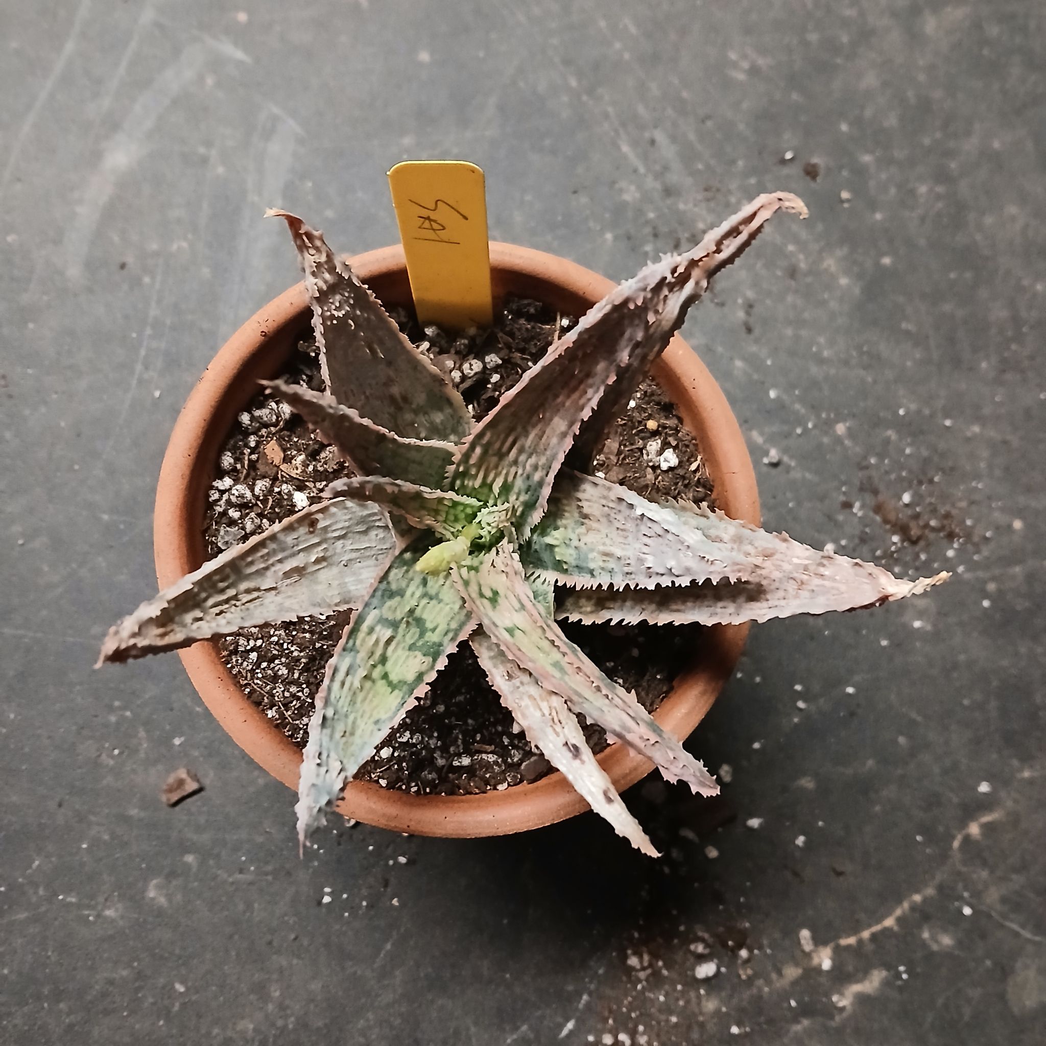 Photo of the plant species Aloe 'Sal' by @Gingerplantlady named Sigmund on Greg, the plant care app