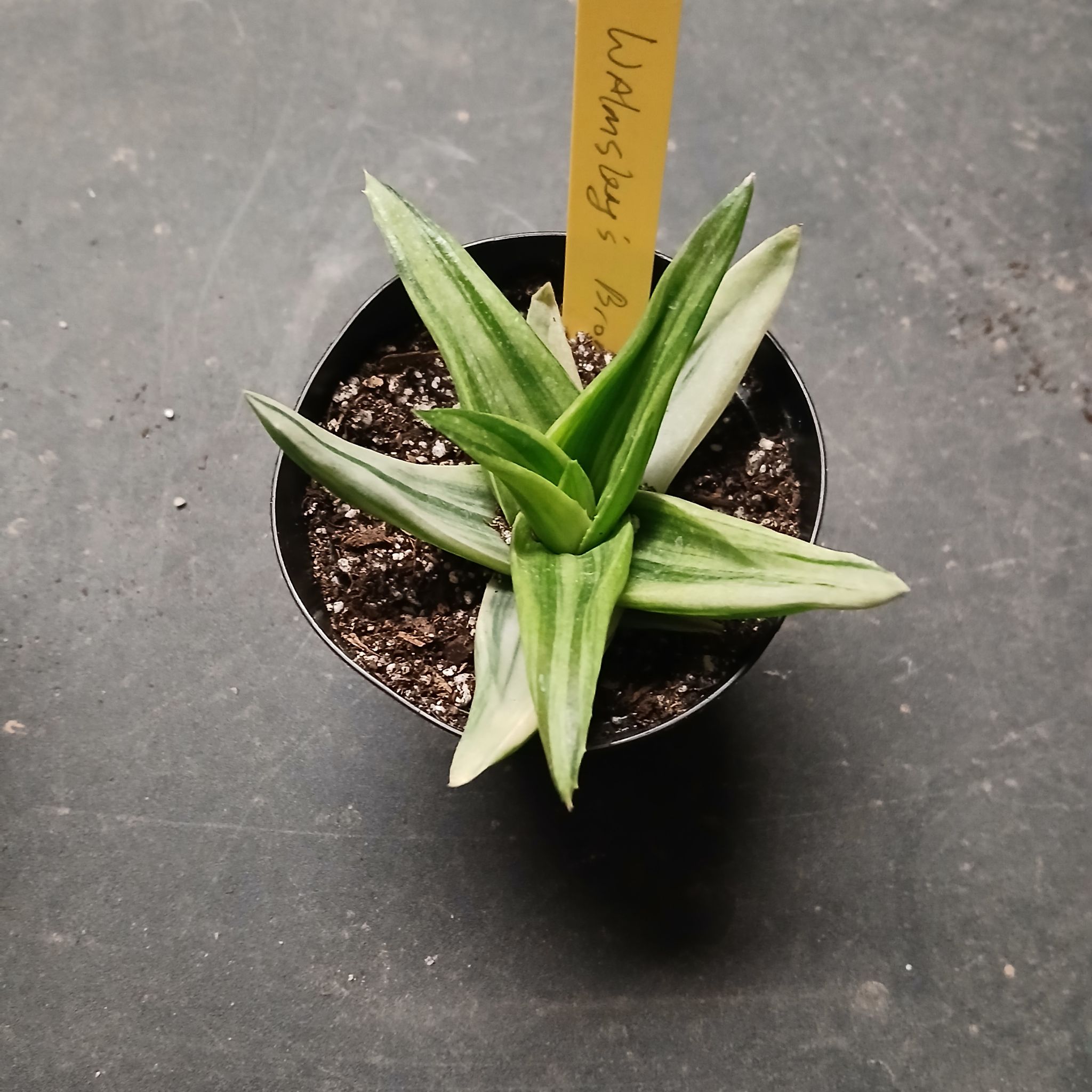 Photo of the plant species Aloe 'Walmsley's Bronze' by @Gingerplantlady named Orlando Bloom on Greg, the plant care app