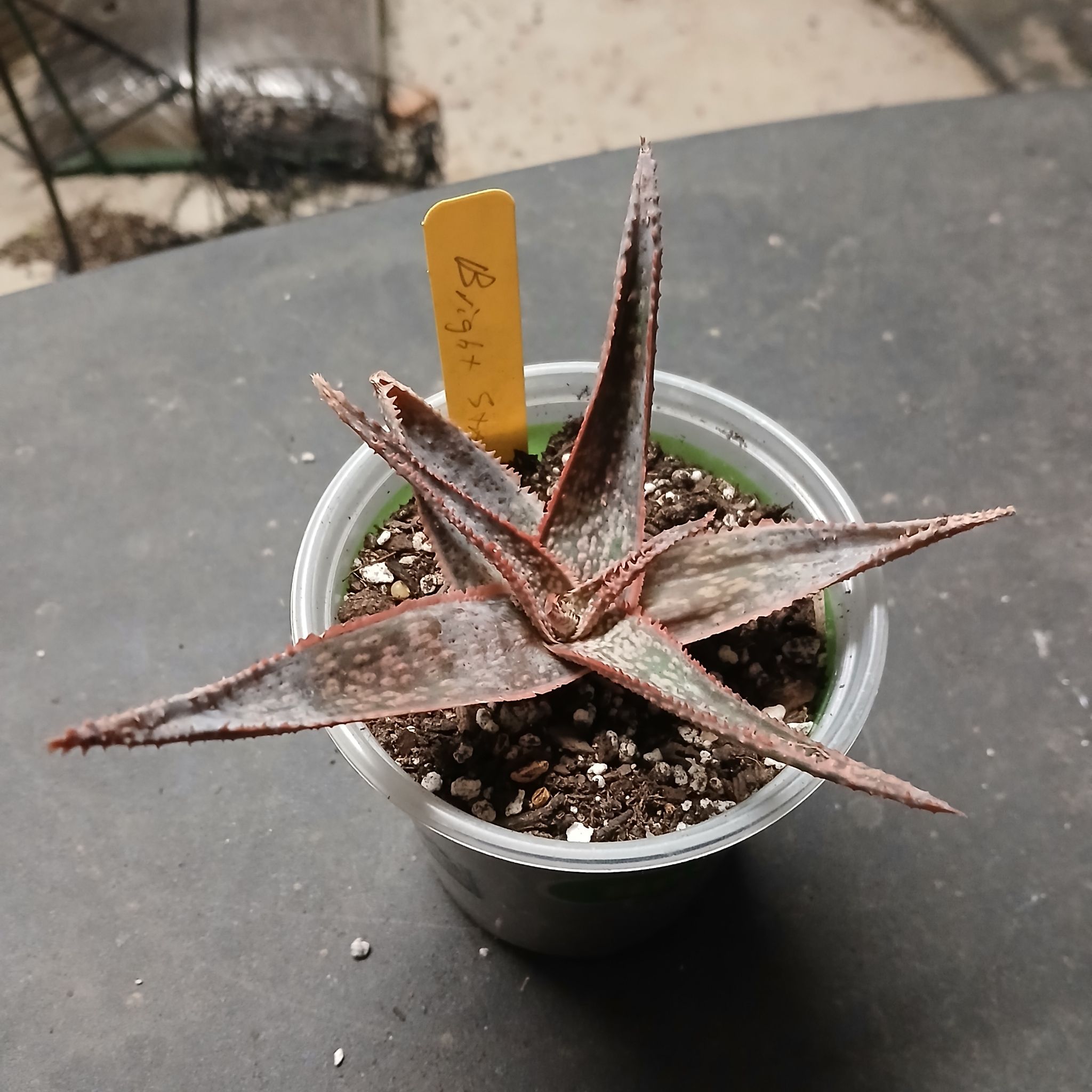 Photo of the plant species Aloe 'Bright Star' by @Gingerplantlady named Austen on Greg, the plant care app