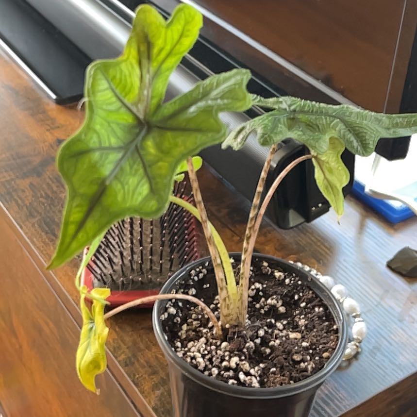 Plant care for Rhino Skin on Greg, the plant care app