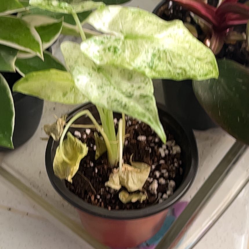 Photo of the plant species Alocacia Macrorrhiza Variegeta by @NursePackcoleus named Plato on Greg, the plant care app