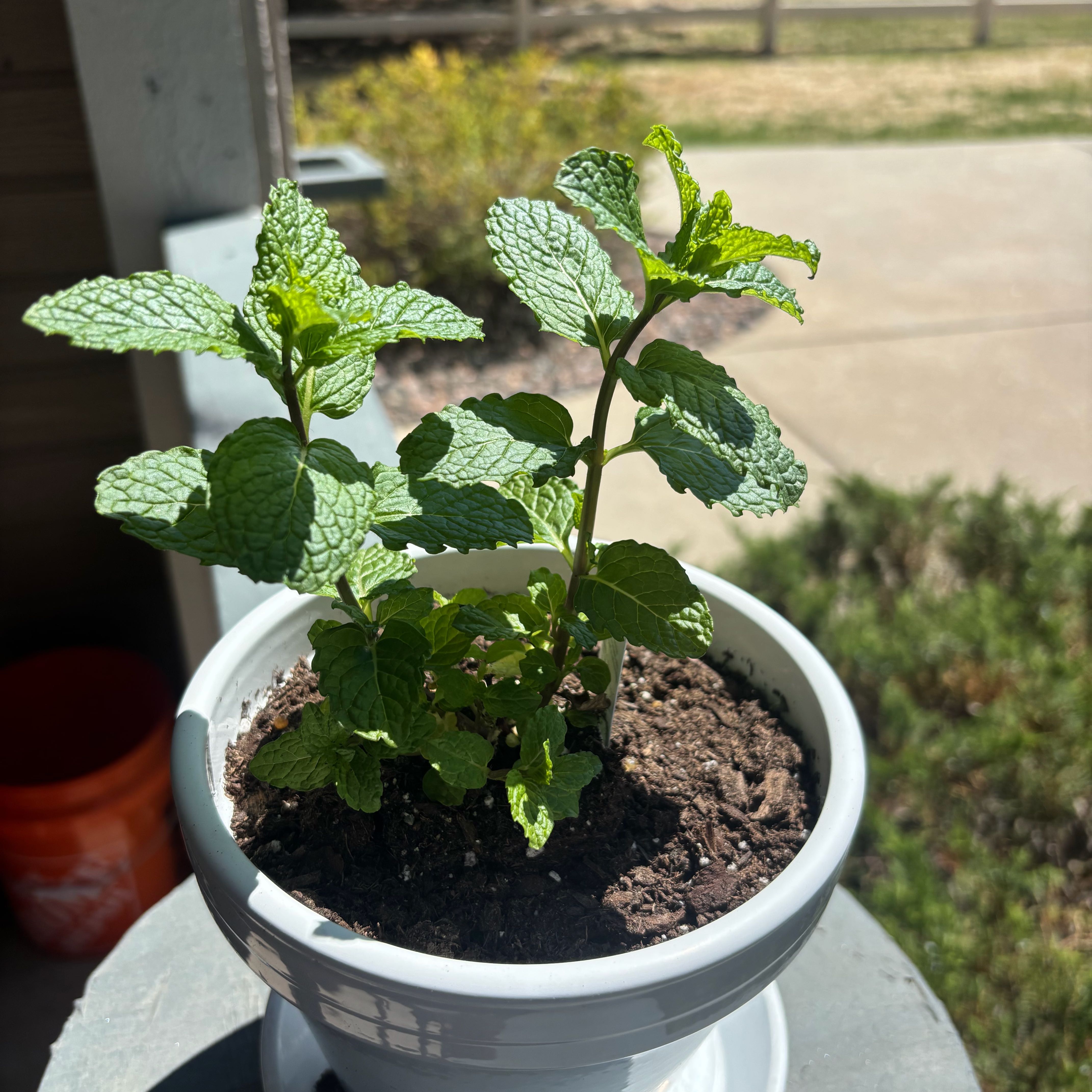 Photo of the plant species Corsican Mint by @NiceWaterripple named Fernie Saunders on Greg, the plant care app