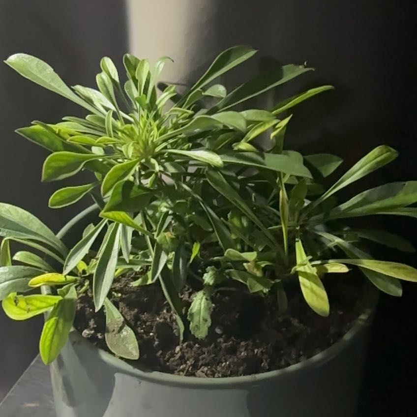 Photo of the plant species Palmers Penstemon by @UnwaveringKaro named Navajo on Greg, the plant care app